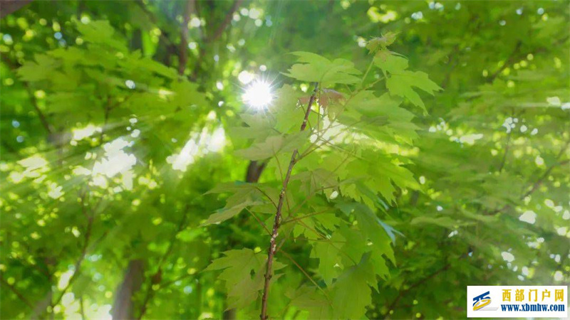 保山人游保山丨初夏到来,你准备好出逃了吗?(图2) 保山人游保山丨初夏到来,你准备好出逃了吗?(图2)