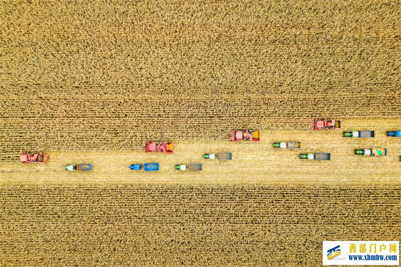 听“三农”工作新部署丨夯实粮食安全“压舱石”:要吃饱,也要吃好(图1) 听“三农”工作新部署丨夯实粮食安全“压舱石”:要吃饱,也要吃好(图1)