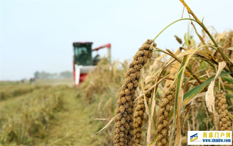 听“三农”工作新部署丨夯实粮食安全“压舱石”:要吃饱,也要吃好(图3) 听“三农”工作新部署丨夯实粮食安全“压舱石”:要吃饱,也要吃好(图3)