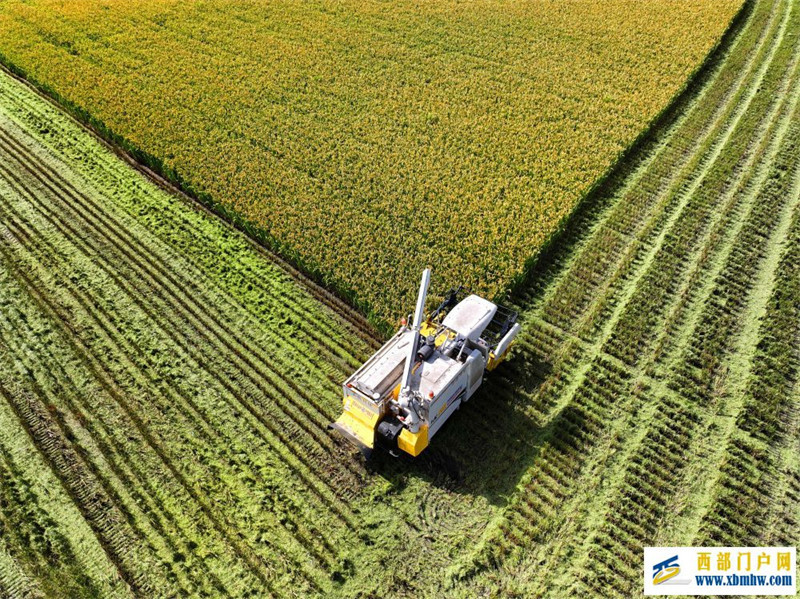 听“三农”工作新部署丨夯实粮食安全“压舱石”:要吃饱,也要吃好(图2) 听“三农”工作新部署丨夯实粮食安全“压舱石”:要吃饱,也要吃好(图2)