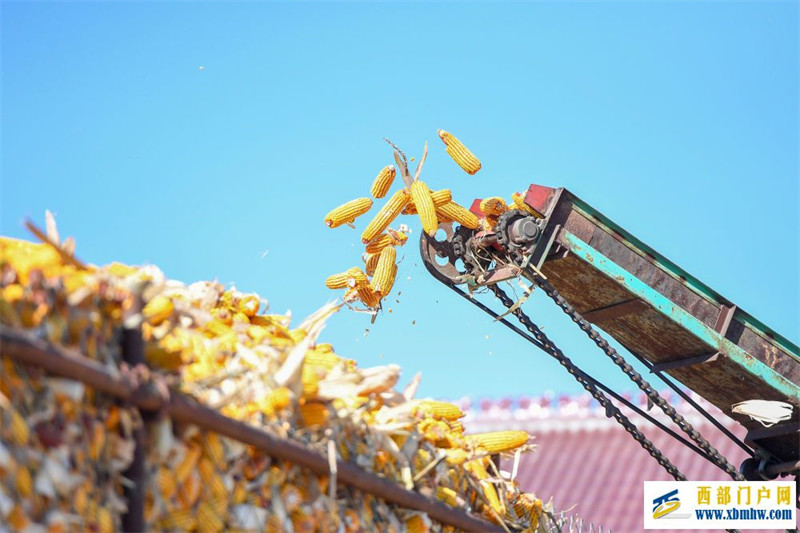 听“三农”工作新部署丨夯实粮食安全“压舱石”:要吃饱,也要吃好(图4) 听“三农”工作新部署丨夯实粮食安全“压舱石”:要吃饱,也要吃好(图4)