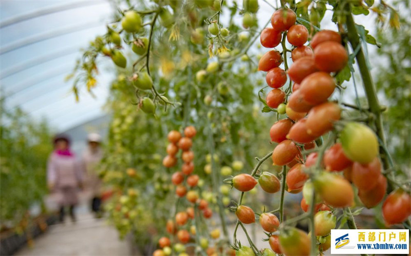 听“三农”工作新部署丨夯实粮食安全“压舱石”:要吃饱,也要吃好(图5) 听“三农”工作新部署丨夯实粮食安全“压舱石”:要吃饱,也要吃好(图5)