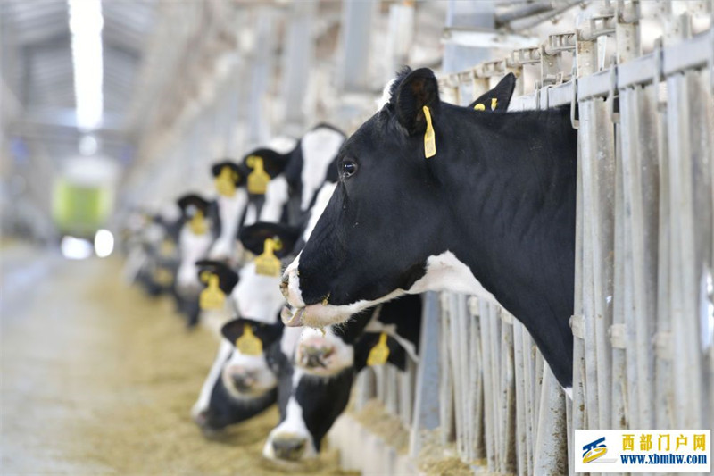 听“三农”工作新部署丨夯实粮食安全“压舱石”:要吃饱,也要吃好(图8) 听“三农”工作新部署丨夯实粮食安全“压舱石”:要吃饱,也要吃好(图8)