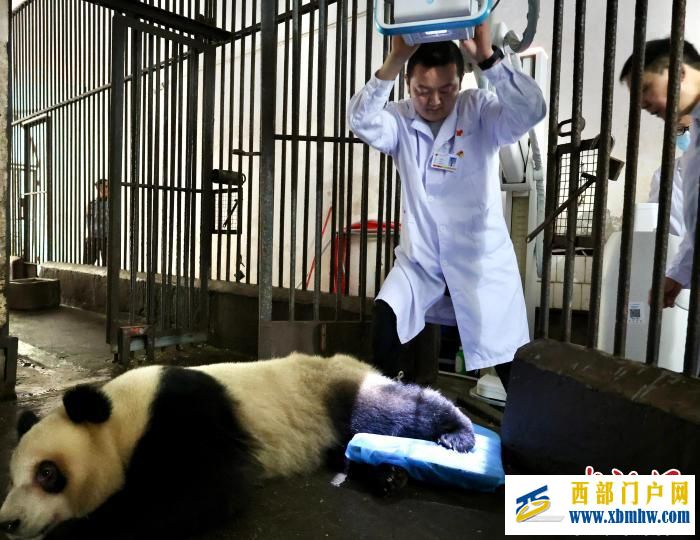 重庆大熊猫软组织损伤 动物园借助园外医疗设备联合医疗专家会诊(图3)