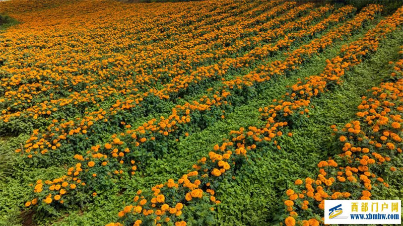 “漠”上花开——一个极度石漠化山乡的春天答卷(图4) “漠”上花开——一个极度石漠化山乡的春天答卷(图4)