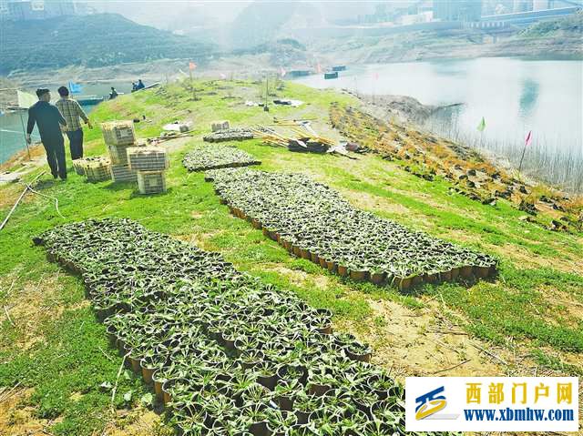 太空育种丰都车前首次大规模野外回归(图2) 太空育种丰都车前首次大规模野外回归(图2)