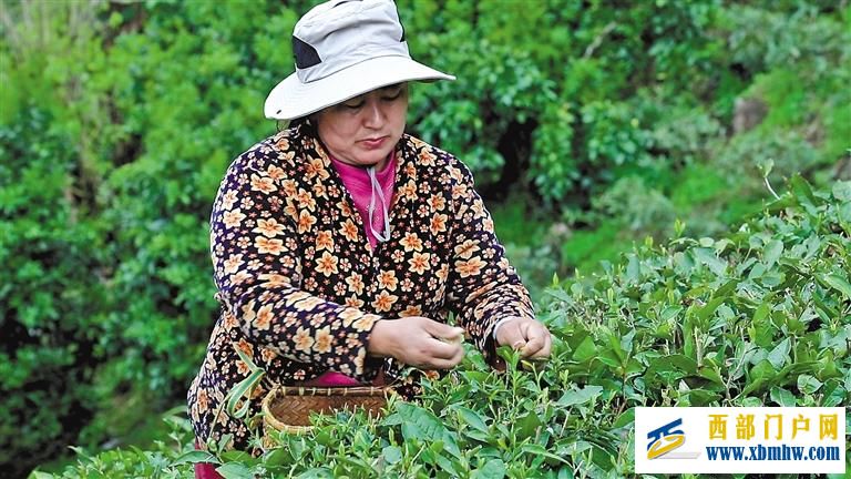 “小茶叶”变身“金叶子”—墨脱依托生态优势推动茶产业发展(图2) “小茶叶”变身“金叶子”—墨脱依托生态优势推动茶产业发展(图2)