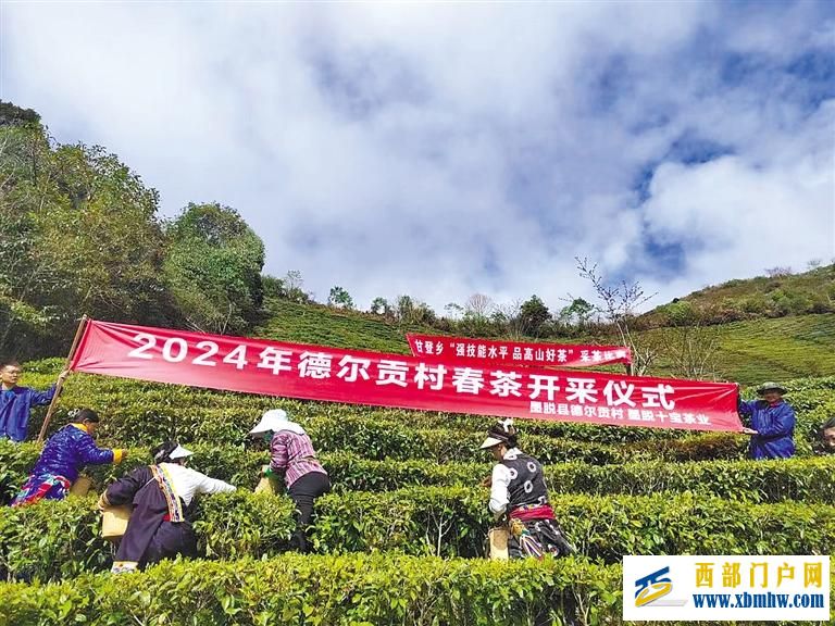 “小茶叶”变身“金叶子”—墨脱依托生态优势推动茶产业发展(图3) “小茶叶”变身“金叶子”—墨脱依托生态优势推动茶产业发展(图3)