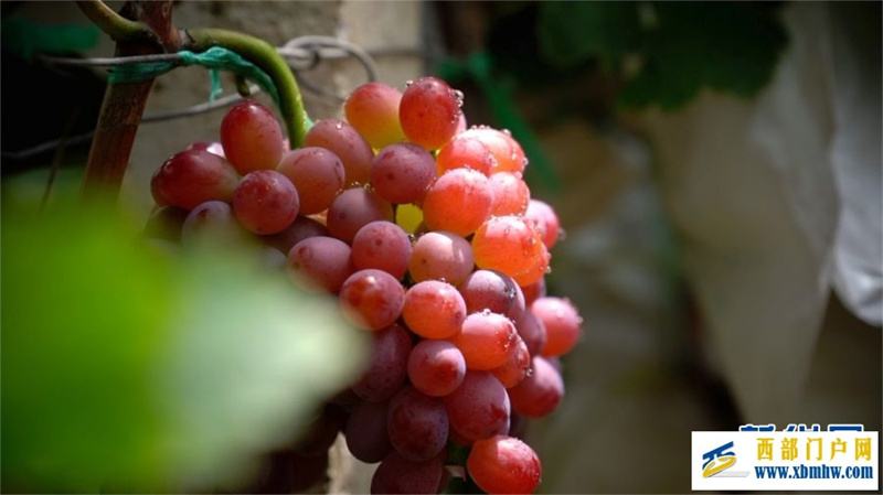 2024年云南宾川果品大会启动(图2) 2024年云南宾川果品大会启动(图2)