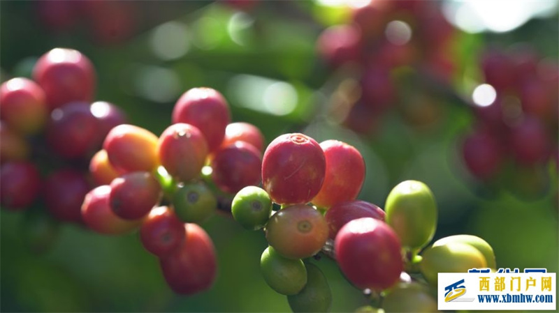 2024年云南宾川果品大会启动(图5) 2024年云南宾川果品大会启动(图5)