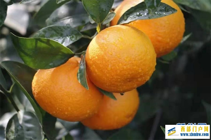 2024年云南宾川果品大会启动(图8) 2024年云南宾川果品大会启动(图8)