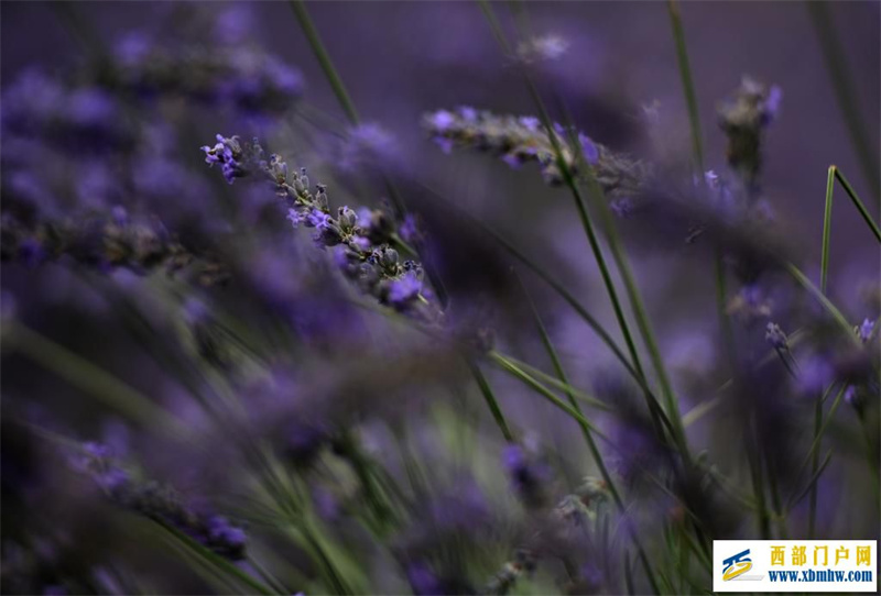 新疆霍城：薰衣草做成大产业(图13)