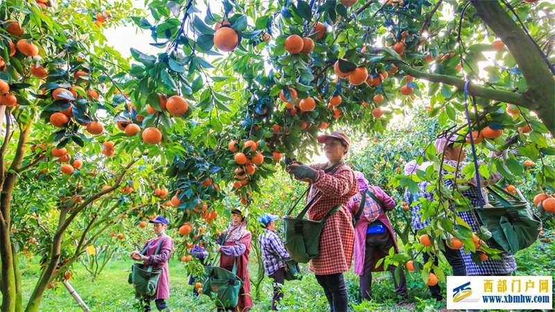 开发沃柑全链价值 武鸣沃柑产业迈向深加工时代(图2)