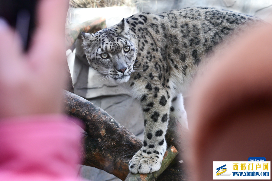 西宁野生动物园豹馆焕新改造完成(图3) 西宁野生动物园豹馆焕新改造完成(图3)