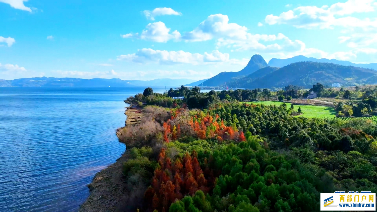 冬日抚仙湖:红杉灼灼 碧水悠悠(图2) 冬日抚仙湖:红杉灼灼 碧水悠悠(图2)
