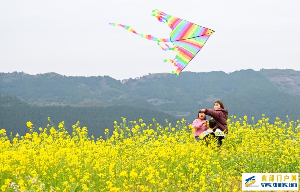 重庆丰都：油菜花开长江岸(图2)