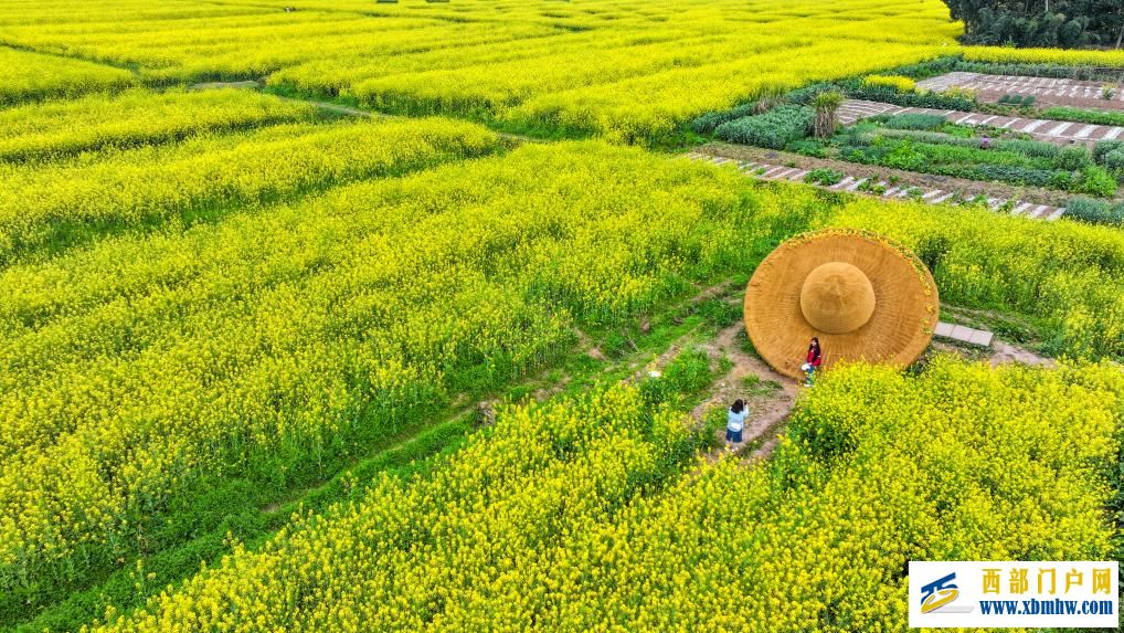 重庆潼南:油菜花开迎客来(图4) 重庆潼南:油菜花开迎客来(图4)